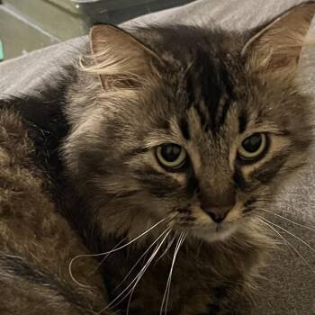 Good Boy -  Domestic Long Hair and Tabby Cat for Adoption in Washington, Pennsylvania - Good Boy | PetCurious