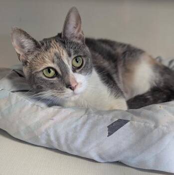 Dilute Calico Cats Available for Adoption in Shippenville, Pennsylvania - Sweet Pea | PetCurious