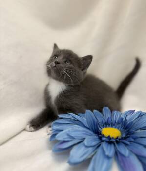 Domestic Short Hair Cats Available for Adoption in Greensboro, North Carolina - Brigid | PetCurious