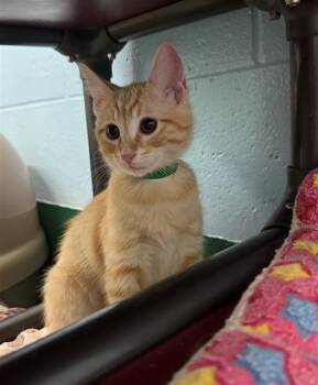 Domestic Short Hair Cats Available for Adoption in Peoria, Illinois - RYLAND | PetCurious