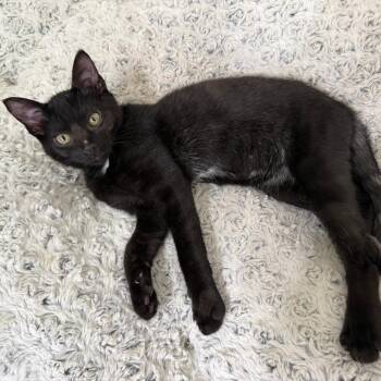 Mateo -  Domestic Short Hair Cat for Adoption in Houston, Texas - Mateo | PetCurious