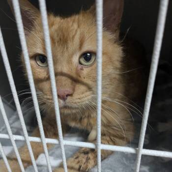 Rescue Domestic Short Hair Cats for Adoption in Morganton, North Carolina - Sweet Potato | PetCurious