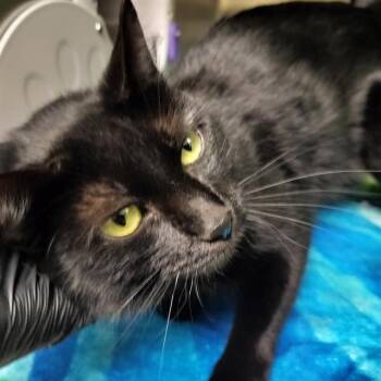 Domestic Short Hair Cats Available for Adoption in Pueblo, Colorado - MERINO | PetCurious