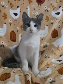 Rescue American Shorthair Cats for Adoption in Blue Earth, Minnesota - Ziggy | PetCurious