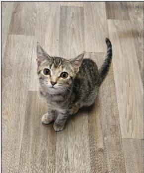 Minnow -  Domestic Short Hair Cat for Adoption in San Jacinto, California - Minnow | PetCurious