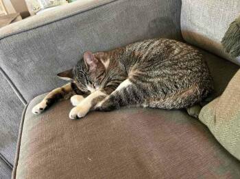 Rescue Abyssinian and Manx Cats for Adoption in Palmdale, California - LUNA BELLE | PetCurious