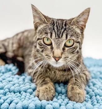 Tabby and Bengal Cats Available for Adoption in Bedford Hills, New York - Annie Our Love! Gentle Sweet And So CUDDLY! VIDEO!!! | PetCurious