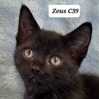 Zeus -  Domestic Short Hair Cat for Adoption in Morganton, North Carolina - Zeus | PetCurious