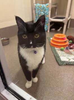 Rescue Domestic Short Hair Cats for Adoption in Everett, Washington - Babette | PetCurious