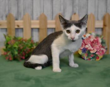 Mandy -  Domestic Medium Hair Cat for Adoption in Roanoke, Texas - Mandy | PetCurious