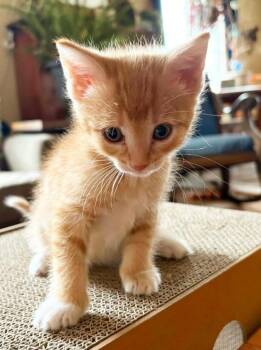 Domestic Short Hair Cats Available for Adoption in Medford, Wisconsin - Whiskey | PetCurious