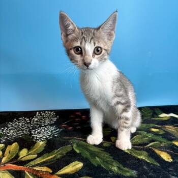 Heinz -  Domestic Short Hair Cat for Adoption in San Antonio, Texas - Heinz | PetCurious