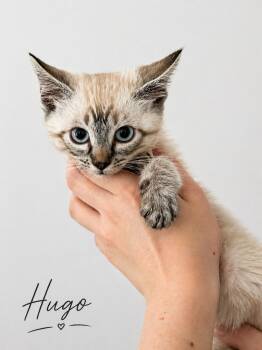 Domestic Short Hair Cats Available for Adoption in Lucas, Texas - Hugo | PetCurious
