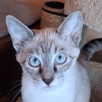 Stewie -  Siamese and Domestic Short Hair Cat for Adoption in Algood, Tennessee - Stewie | PetCurious