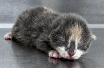 Rescue Domestic Short Hair Cats for Adoption in Salisbury, North Carolina - SUGAR | PetCurious