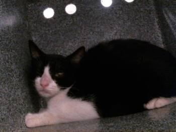 Rescue Domestic Short Hair Cats for Adoption in Houston, Texas - PEANUT | PetCurious