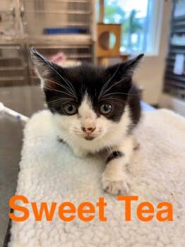 Domestic Short Hair Cats Available for Adoption in Randolph, Massachusetts - Sweet Tea | PetCurious