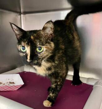 Sandalwood -  Domestic Short Hair Cat for Adoption in Cincinnati, Ohio - Sandalwood | PetCurious
