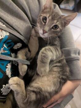 Avery -  Domestic Short Hair Cat for Adoption in Tucson, Arizona - Avery | PetCurious