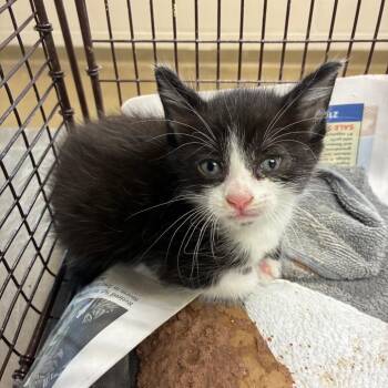 Domestic Short Hair Cats Available for Adoption in San Antonio, Texas - Jack Skellington | PetCurious