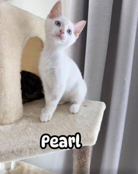 Pearl -  Domestic Short Hair Cat for Adoption in Farmington, Minnesota - Pearl | PetCurious