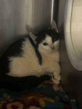 Rescue Domestic Short Hair Cats for Adoption in Spruce Pine, North Carolina - Joffrey | PetCurious