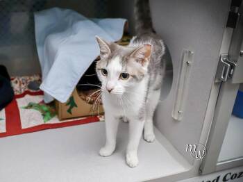 PURR -  Domestic Short Hair Cat for Adoption in Omaha, Nebraska - PURR | PetCurious