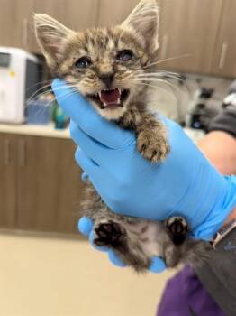 ISADORA -  Domestic Short Hair Cat for Adoption in Baytown, Texas - ISADORA | PetCurious