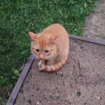 Copper -  Domestic Short Hair Cat for Adoption in Ringtown, Pennsylvania - Copper | PetCurious
