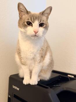 Domestic Short Hair Cats Available for Adoption - Ellie (See Video!) So Loving! | PetCurious