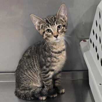 Vito -  Domestic Short Hair Cat for Adoption in Washburn, Missouri - Vito | PetCurious
