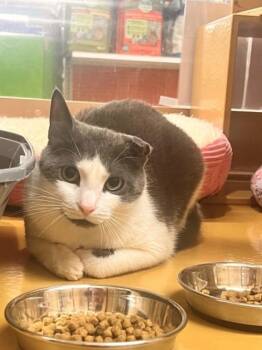 Leia -  Domestic Short Hair Cat for Adoption in Melville, New York - Leia | PetCurious