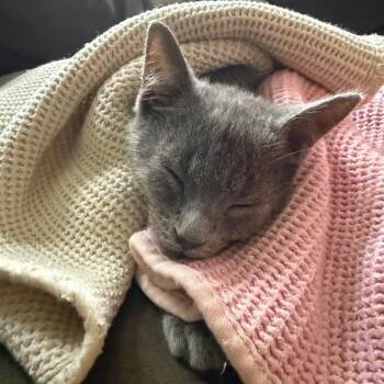 April -  Domestic Short Hair Cat for Adoption in Jarrettsville, Maryland - April | PetCurious