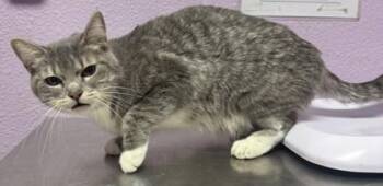 Domestic Short Hair Cats Available for Adoption in El Paso, Texas - Luna | PetCurious