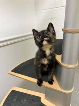 OLIVE -  Domestic Short Hair Cat for Adoption in St. Peters, Missouri - OLIVE | PetCurious