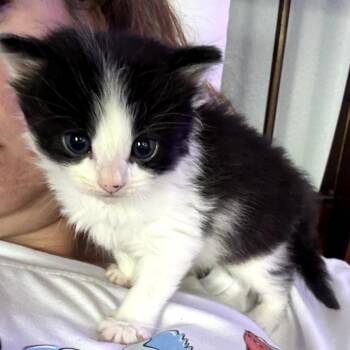 Domestic Long Hair Cats Available for Adoption in Long Beach, California - Rocket | PetCurious