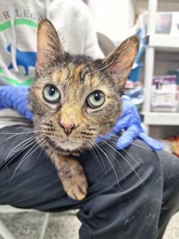 Domestic Short Hair Cats Available for Adoption in Pomona, New York - May | PetCurious