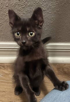 Rescue Domestic Short Hair Cats for Adoption in Apopka, Florida - Tweedledee 9.1.25 | PetCurious