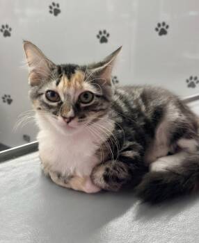 Athena -  Calico Cat for Adoption in St. Cloud, Florida - Athena | PetCurious