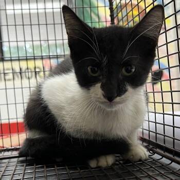 Batman -  Domestic Short Hair Cat for Adoption in Lufkin, Texas - Batman | PetCurious