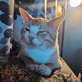 Rescue Domestic Short Hair Cats for Adoption in Sedalia, Missouri - Quinn | PetCurious