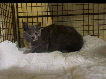 Dilute Tortoiseshell Cats Available for Adoption in Valhalla, New York - Pixel | PetCurious