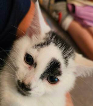 Izzy -  Domestic Short Hair Cat for Adoption in Kennewick, Washington - Izzy | PetCurious
