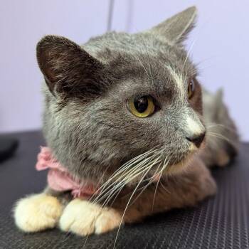 Domestic Short Hair Cats Available for Adoption - Rosa | PetCurious