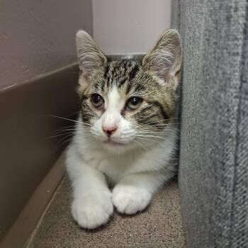 Maggie -  Domestic Short Hair Cat for Adoption in Middlebury, Vermont - Maggie | PetCurious