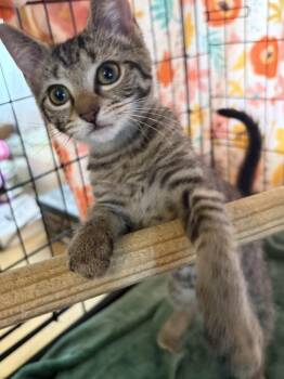 Lillian -  Domestic Short Hair Cat for Adoption in Moorestown, New Jersey - Lillian | PetCurious