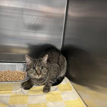 BRIGHTON -  Domestic Short Hair Cat for Adoption in Greensboro, North Carolina - BRIGHTON | PetCurious