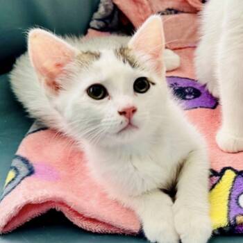 Domestic Short Hair Cats Available for Adoption in New York, New York - Matcha | PetCurious
