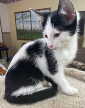 Domestic Short Hair Cats Available for Adoption in Neillsville, Wisconsin - Spanky | PetCurious
