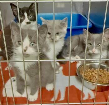 Nutmeg, Casper, Boo, Flannel -  Domestic Short Hair Cat for Adoption in Sparta, North Carolina - Nutmeg, Casper, Boo, Flannel | PetCurious